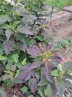 20250802_130701.webp