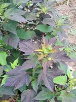 20250802_130709.webp