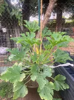 Zucchini*25-08-02*01.webp