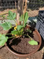Zucchini 25-06-19*04*Black Beauty.webp