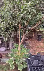 Zucchini*25-08-02*.webp