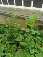 IMG_20250803_095418.webp