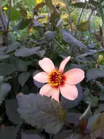 20250731_115027.webp