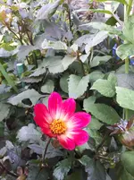 20250731_183850.webp