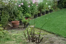 Spierstrauch öE 20250803.webp