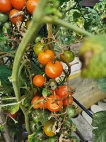IMG_20250805_073325.webp