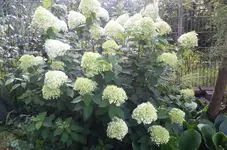 hort6.webp