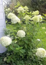 hort5.webp