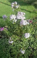 Phlox.webp