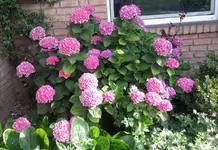 hort1.webp