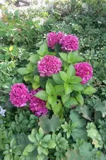 Hort.webp