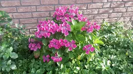 hort3.webp
