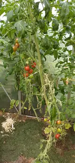 20250806_123213.webp