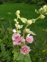 IMG_20250806_173220.webp