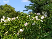 IMG_20250806_173204.webp