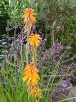 IMG_20250806_172717.webp