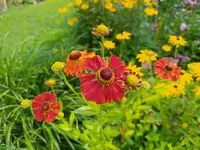 IMG_20250806_172701.webp