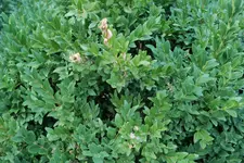 Buchsbaum öE 20250806.webp