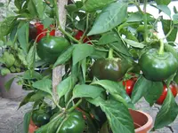 Duma 07.08 (2).webp