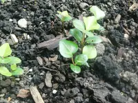CIMG1247.webp