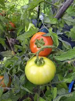 20250807_172131.webp