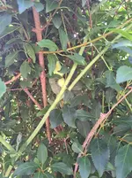 20250807_171930.webp