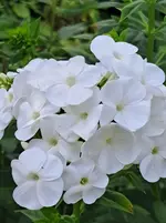 20250807_171912.webp