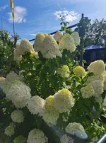 20250807_171557.webp