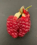 Himbeere_02.webp
