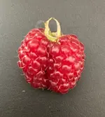 Himbeere_01.webp