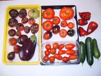 Ernte 08.08.25.webp