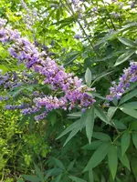 IMG_20250728_103301_1.webp