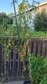 20250808_200000.webp