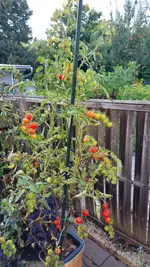 20250808_200013.webp