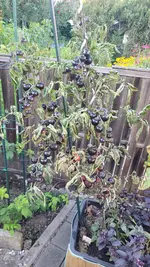 20250808_200036.webp