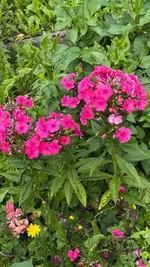 IMG_5376.webp