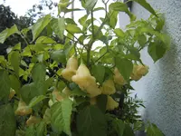 Chili 09.08 (6).webp