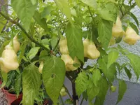 Chili 09.08 (5).webp