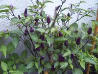 Chili 09.08 (2).webp