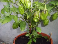Chili 09.08 (1).webp