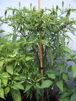 Chili 09.08 (3).webp