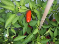 Chili 09.08 (4).webp