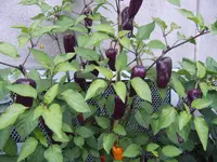 Chili 09.08 (7).webp