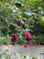 P1150579Fuchsie Lady in Black.webp