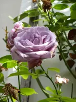 P1150582KLetterrose Azubis.webp