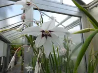 P1150583Sterngladiole.webp