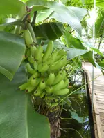 P1150606Banane.webp