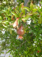 P1150609Granatapfel.webp