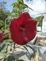 P1150616.webp
