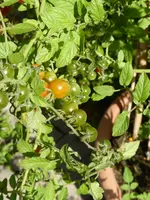 P1150623Peruanische Wildtomate.webp